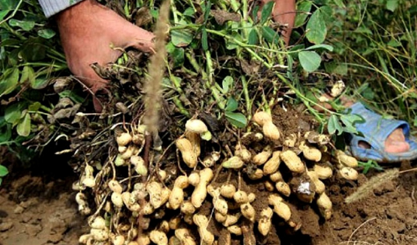 व्यावसायिक बदाम खेतीबाट राम्रो आम्दानी गर्दै बझाङका किसान